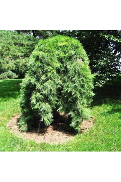 Сосна веймутова Пендула